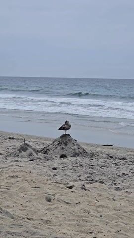 The video shows a lone seagull standing atop a sandcastle on a beach. The sandcastle is constructed in two parts, with a larger mound that the seagull stands on, and a smaller mound to the left. In the background, the ocean waves gently roll in towards the shore. The sky is overcast. The camera is static.