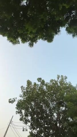 The video captures a low-angle view of trees and the sky. In the foreground, the branches of a tree with green leaves are visible at the top of the frame, creating a canopy effect. Below this, a vast expanse of pale blue sky dominates the center of the image. Towards the bottom, a large tree with lush green foliage is prominent. A utility pole with multiple wires stretches upwards to the left of this tree. In the lower left corner, a glimpse of a building or structure with white and possibly pink elements can be seen, along with some foliage. The lighting suggests it is either early morning or late afternoon, with a soft, diffused light. The camera appears to be relatively stationary, with some slight movement, possibly from wind.