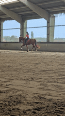 Woman rides chestnut horse in indoor arena in Belgium