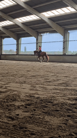 Woman rides chestnut horse in indoor arena in Belgium
