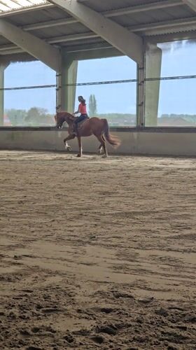 Woman rides chestnut horse in indoor arena in Belgium