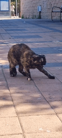 Street cats and everyday scenes along a Tel Aviv walkway