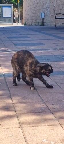 Street cats and everyday scenes along a Tel Aviv walkway