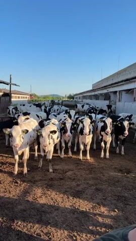 The video shows a herd of black and white cows standing in a dirt enclosure with a few buildings in the background. The sky is clear and blue. The cows are facing the camera, and some are looking directly at it. The person filming is visible in the foreground, only their shoulder and the top of their head can be seen. The overall impression is of a farm or ranch setting.