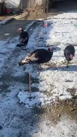 The video shows three turkeys in a snow-covered backyard. The turkeys are primarily dark in color, with some white and tan markings on one. They are walking around and pecking at the ground. There are some small wooden sticks in the ground and a plastic bottle hanging from a tree branch in the background. The yard is partly covered with snow and partly with exposed dirt. The lighting suggests it's a sunny day. A building can be seen in the background.
