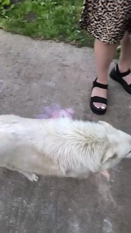 A white dog is interacting with a person's leg. A person wearing a leopard print dress and black platform sandals is standing to the left. Another person's leg wearing a green shorts and black sandal is to the right. A child in a light blue dress and pink sandals is in the background. The scene appears to be outdoors on a paved surface with grass and foliage in the background.