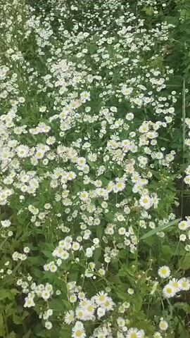 The video shows a dense field of white daisies with yellow centers, swaying gently in the breeze. The daisies are small and numerous, creating a carpet of white flowers interspersed with green foliage. The camera angle is from a high vantage point, looking down on the field. The lighting suggests it is daytime. There are no people or animals visible in the video.