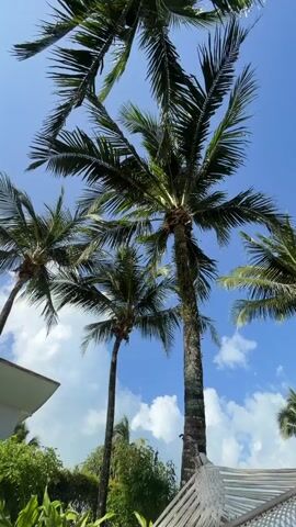 This is a vertical video shot looking up at several palm trees against a clear blue sky with scattered white clouds. The camera pans slowly upwards. The palm trees have green fronds and textured brown trunks. In the lower left corner, a white structure with a rounded edge, possibly a building or a part of a resort, is visible. In the lower right corner, part of a white hammock or seating area can be seen. The overall scene suggests a tropical or warm-weather environment.