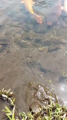 A school of koi fish swims in a pond. The water is clear enough to see the rocky bottom. The fish are of various colors, including orange, white, and dark brown. Some of the fish are large, while others are smaller. The pond appears to be shallow near the edge, where some aquatic plants are visible.