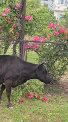 Morning moments captured in Ldzaa: cow eating roses, girl at cafe
