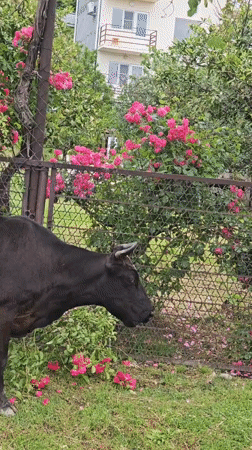 Morning moments captured in Ldzaa: cow eating roses, girl at cafe