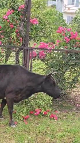 Morning moments captured in Ldzaa: cow eating roses, girl at cafe