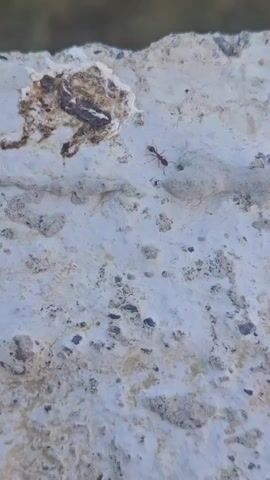 The video shows a close-up view of a concrete surface. An ant is visible on the surface, moving from left to right. The concrete is rough and textured, with dark specks embedded in it. In the upper left corner, there is a dark, organic-looking stain on the concrete. The background is blurred, suggesting a shallow depth of field, and appears to be an outdoor environment. The ant's movement is slow and deliberate.