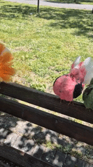 Colorfully dyed pigeons spotted on park bench in Burgas