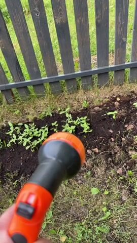 This media file captures a close-up view of a hand holding an orange and black garden hose nozzle, spraying water onto a patch of young plants. The plants are small and green, with several leaves, growing in dark soil. Behind the plants, a dark wooden fence with vertical planks stands as a backdrop. The ground around the plants is covered in grass and some scattered weeds.

The activity taking place is watering young plants in a garden. The water spray is visible, creating a fine mist as it hits the soil and foliage. The focus is on the nozzle and the water stream, with the background slightly blurred.

Notable details include the vibrant orange of the hose nozzle, suggesting it's likely a sunny or bright day, though the sky is not visible. The scene appears to be outdoors, in a garden setting. The presence of young, growing plants implies a spring or summer season. The wooden fence suggests a backyard or a cultivated area. There is no visible text within the media file. The overall impression is one of tending to a garden.