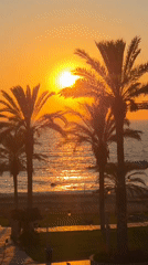 Mediterranean sunset at a Cyprus beach, palm trees and calm water