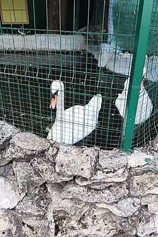 The video shows two white swans inside a fenced enclosure. The enclosure has a concrete base with some water. In the background, there is a small structure with two yellow-windowed sections and wooden posts. The swans are partially submerged in the water. One swan is in the foreground, facing left, with its head lowered as if drinking or preening. The other swan is partially visible to the right, also facing left. The fence is made of green metal mesh, and in the foreground, there is a low wall made of rough stones. The overall lighting suggests an outdoor environment during the daytime.
