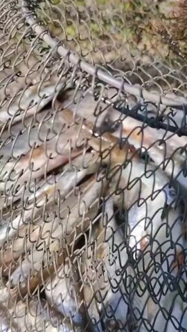 The video shows a fishing net filled with many small fish. The net is made of mesh and is being held up, revealing the catch. The fish are mostly silver and grey with some hints of orange and brown. They appear to be fresh and alive, wiggling in the net. The background is blurred, but it appears to be outdoors with greenery and possibly sunlight filtering through. No people are clearly visible, but it is implied that someone is holding the net.