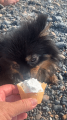 Pomeranian enjoys a pebble beach day in Abkhazia