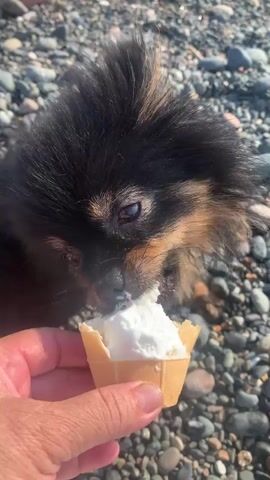 A hand, with visible lines on the palm, holds a small, light-brown, waffle cone filled with a white substance, possibly ice cream or whipped cream. A small black and tan dog, with fluffy fur and a dark snout, is leaning in towards the cone, its head lowered as if to eat from it. The dog's eyes are visible, looking towards the cone. The background consists of a beach covered in small, gray and brown pebbles. The lighting suggests it is daytime, likely outdoors.