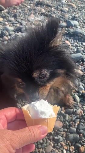Pomeranian enjoys a pebble beach day in Abkhazia