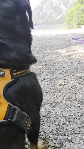 A black dog wearing a yellow harness is looking away from the camera towards a body of water and a mountain range. The dog is on a rocky shore. There is a colorful blanket or towel on the ground near the water.