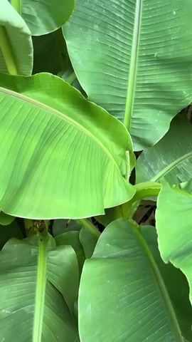 The video shows a close-up view of large, green banana leaves. The leaves are broad and have prominent veins running parallel to each other. Some of the leaves are unfurling, revealing new growth. The lighting is soft, suggesting an overcast day or shade. The environment appears to be a tropical or subtropical area where banana plants are grown. There are no people or animals visible in the video. The camera is stationary and focuses on the texture and detail of the leaves.