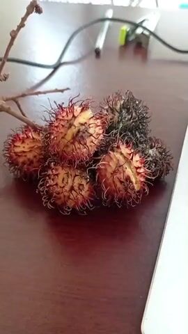 The video shows a close-up view of rambutan fruit scattered on a dark brown wooden surface, possibly a desk. The rambutan are mostly red and yellow, with some appearing darker, suggesting they may be overripe. A thin branch with small twigs is positioned to the left of the fruit. In the background, a laptop with a silver casing and a white keyboard is partially visible on the right side of the frame. The laptop screen displays what appears to be file explorer with various folders and documents. Further in the background, a fan with blue blades is visible, along with a silver pen and a green object, possibly a stapler. The overall environment appears to be indoors, with natural light filtering in from a window behind the fan.