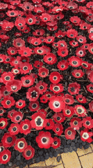 Ceramic poppy peace installation observed in Herzliya, Israel