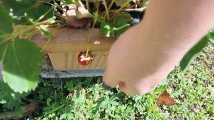 Morning gardening and pet care captured in Spuž, Montenegro