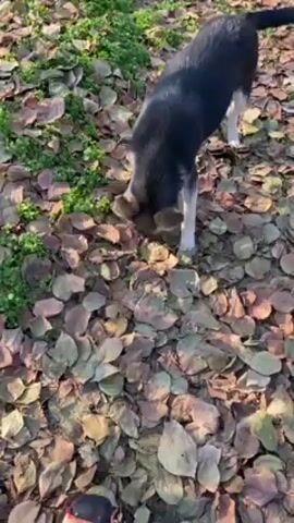 A medium shot shows a puppy standing in a yard covered in leaves and a small patch of green grass. The puppy is black with white legs and brown accents on its head. It first has its head down sniffing the leaves. It then lifts its head and turns to face the camera. It wags its tail and stretches, looking back towards the camera.