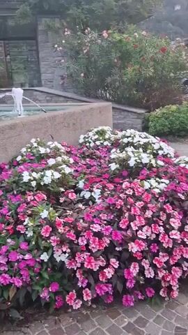 The video opens with a close-up of vibrant pink and white impatiens flowers in bloom. The camera then pans to the left, revealing a multi-tiered concrete fountain with several spouts releasing water. Beyond the fountain, a paved walkway leads to a street with houses and trees nestled against a hillside. A car is parked on the street, and a person walks away from the fountain area. The lighting suggests it is either early morning or late afternoon.