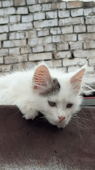 White kitten with gray markings spotted in Tashkent