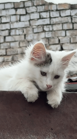 White kitten with gray markings spotted in Tashkent