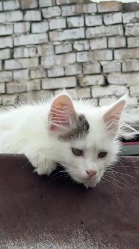 White kitten with gray markings spotted in Tashkent