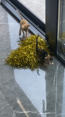 Kittens take over gold tinsel and pink sandals in Karlovo