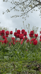 Red tulips bloom in Aksay garden, Kazakhstan