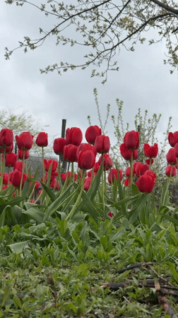Red tulips bloom in Aksay garden, Kazakhstan