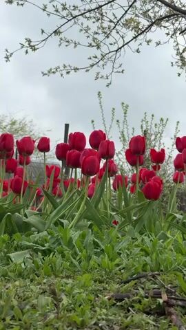 The video shows a garden patch filled with red tulips. The tulips are in full bloom and stand tall amongst the green grass and other low-lying plants. Dew or raindrops cling to the leaves and petals, indicating recent precipitation. Above the tulips, a tree branch with sparse new leaves extends into the frame, silhouetted against a grey, overcast sky. A fence post is visible behind the tulips. The camera angle is low, positioning the viewer amongst the plants.