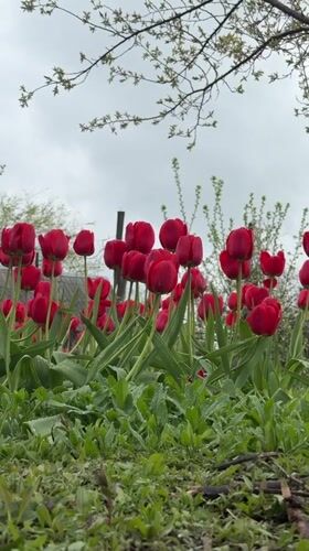 Red tulips bloom in Aksay garden, Kazakhstan