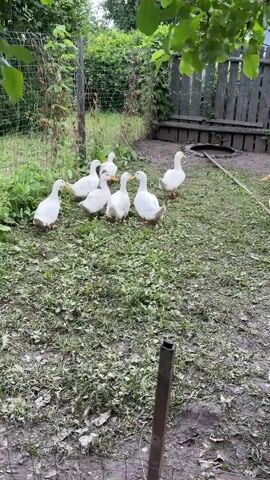 A flock of white geese is gathered in a grassy area with a wooden fence in the background. Some of the geese are looking around, while others appear to be interacting with each other. The ground is covered in grass and fallen leaves. Sunlight filters through the leaves of a tree overhead, casting dappled shadows on the scene.