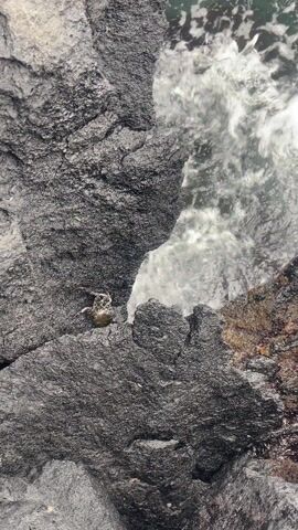 The video shows a small crab sitting on dark, textured rock near the ocean. Waves periodically wash over the rocks to the right of the crab, partially submerging it. The camera focuses on the crab as it sits stationary on the rock.