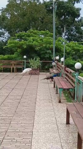 The video shows an outdoor scene with several peacocks on a paved area. In the foreground, a white peacock walks to the left, its long tail feathers trailing behind it. To the right, a brown and blue peacock stands on a bench, and another peacock of similar coloring is walking on the paved area. In the background, there are benches, trees, and what appear to be statues. The overall environment suggests a park or garden setting.