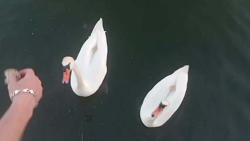 Two white swans are swimming in dark water, likely a lake or river. A person's hand, wearing a silver bracelet, is reaching out to feed the swans small pieces of bread. The swan on the left is leaning down to take a piece of bread from the hand, with its beak open. The swan on the right is also positioned to receive food, with its beak slightly open. The water is choppy, suggesting some movement or wind. The lighting suggests it is daytime, possibly late afternoon or early evening given the slightly muted light. The overall scene is one of interaction between humans and wildlife, with the swans appearing eager for the food. There is no visible text in the media file.