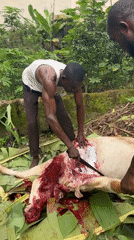 Men butcher animal outdoors in tropical Eziudo, Nigeria