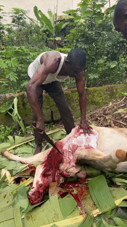Men butcher animal outdoors in tropical Eziudo, Nigeria