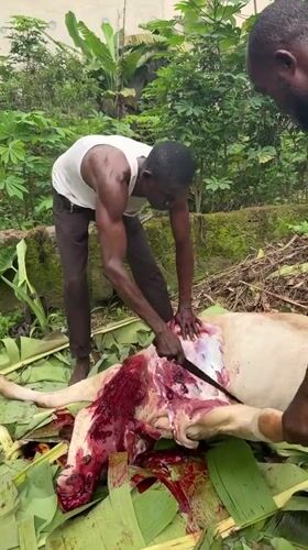 Men butcher animal outdoors in tropical Eziudo, Nigeria