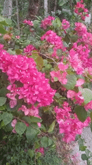 Pink bougainvillea and potted plants in a Kendalrejo yard
