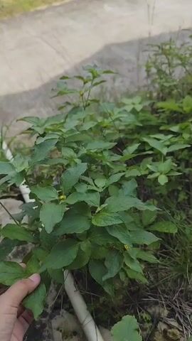 A hand gently brushes against the leaves of a lush green plant. The plant has numerous leaves and some small yellow flowers scattered among them. The background shows a rough, grayish surface, possibly concrete, and some dry grass and rocks. The lighting suggests it is daytime, outdoors.