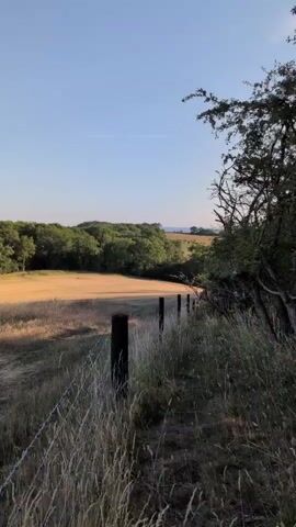 This is a vertical video taken outdoors, likely in a rural area. In the foreground, a barbed wire fence runs along a grassy slope. The fence is supported by dark wooden posts. The grass in the foreground is tall and dry. Beyond the fence, a field of golden dry grass or hay is visible. This field slopes upwards and curves towards the left. In the middle ground, a line of lush green trees forms a dense backdrop behind the field. Further in the distance, rolling hills are visible under a clear, pale blue sky. The lighting suggests it is either early morning or late afternoon, with the sun casting long shadows. The overall impression is of a peaceful, natural landscape. There are no people or animals visible in the frame.